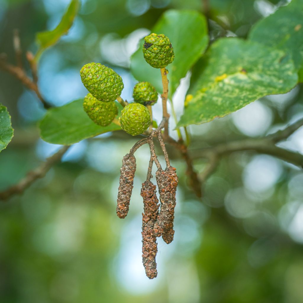 Tervaleppä - Alnus glutinosa