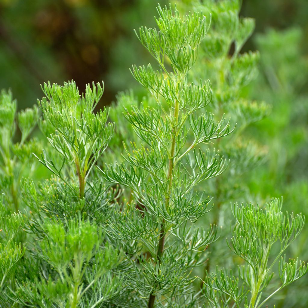 Aaprottimaruna - Artemisia abrotanum