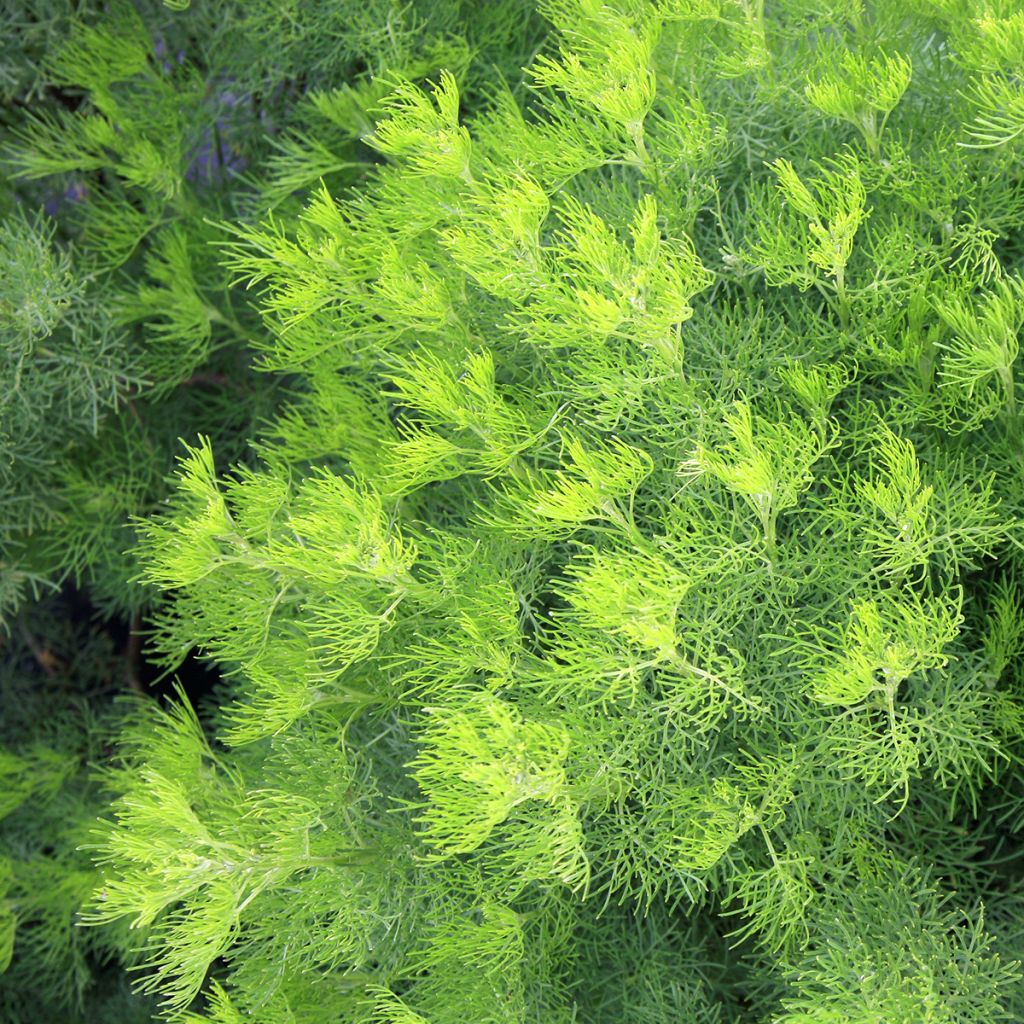 Aaprottimaruna - Artemisia abrotanum