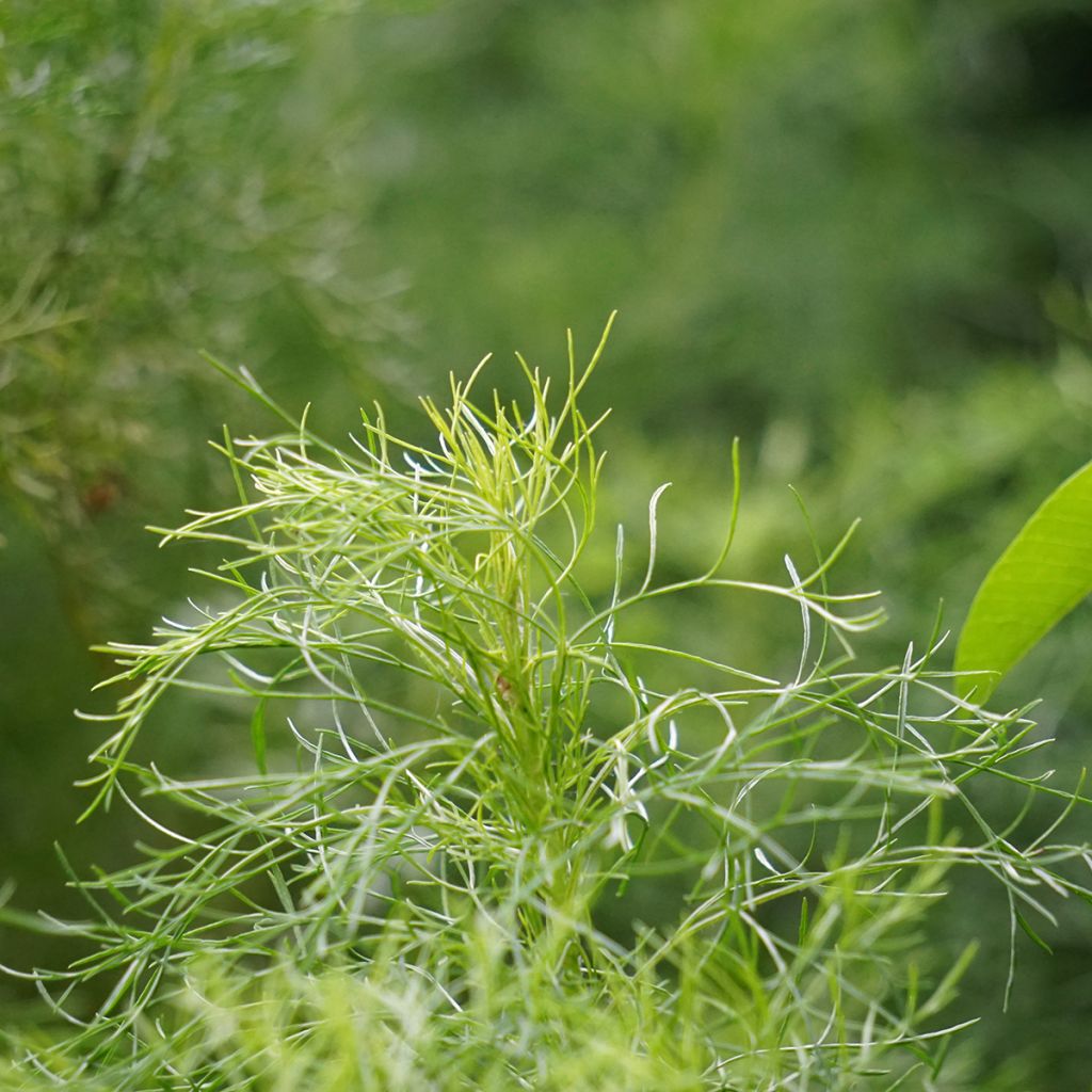 Aaprottimaruna - Artemisia abrotanum