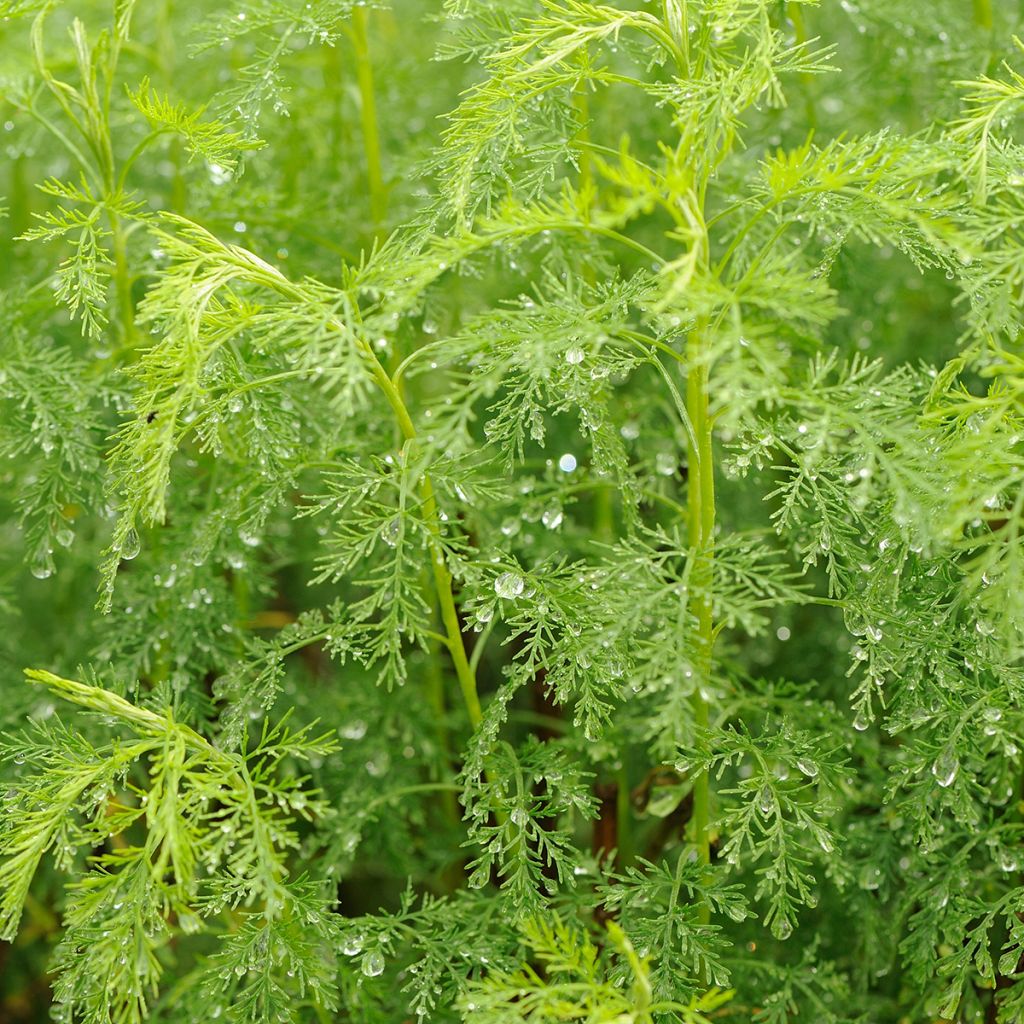 Aaprottimaruna - Artemisia abrotanum