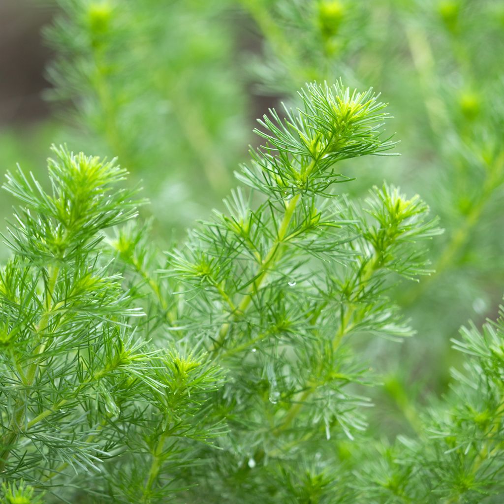 Aaprottimaruna - Artemisia abrotanum