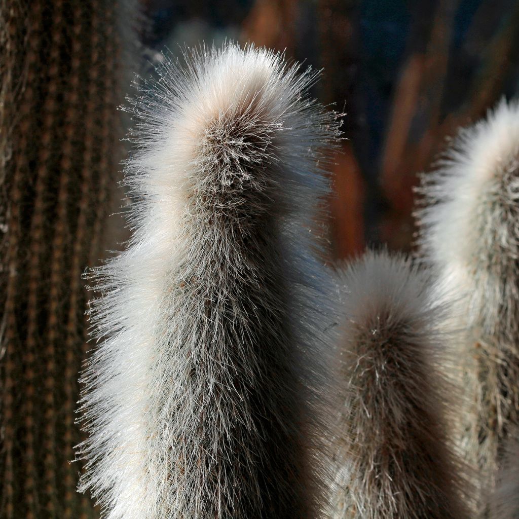 Austrocephalocereus dybowskii