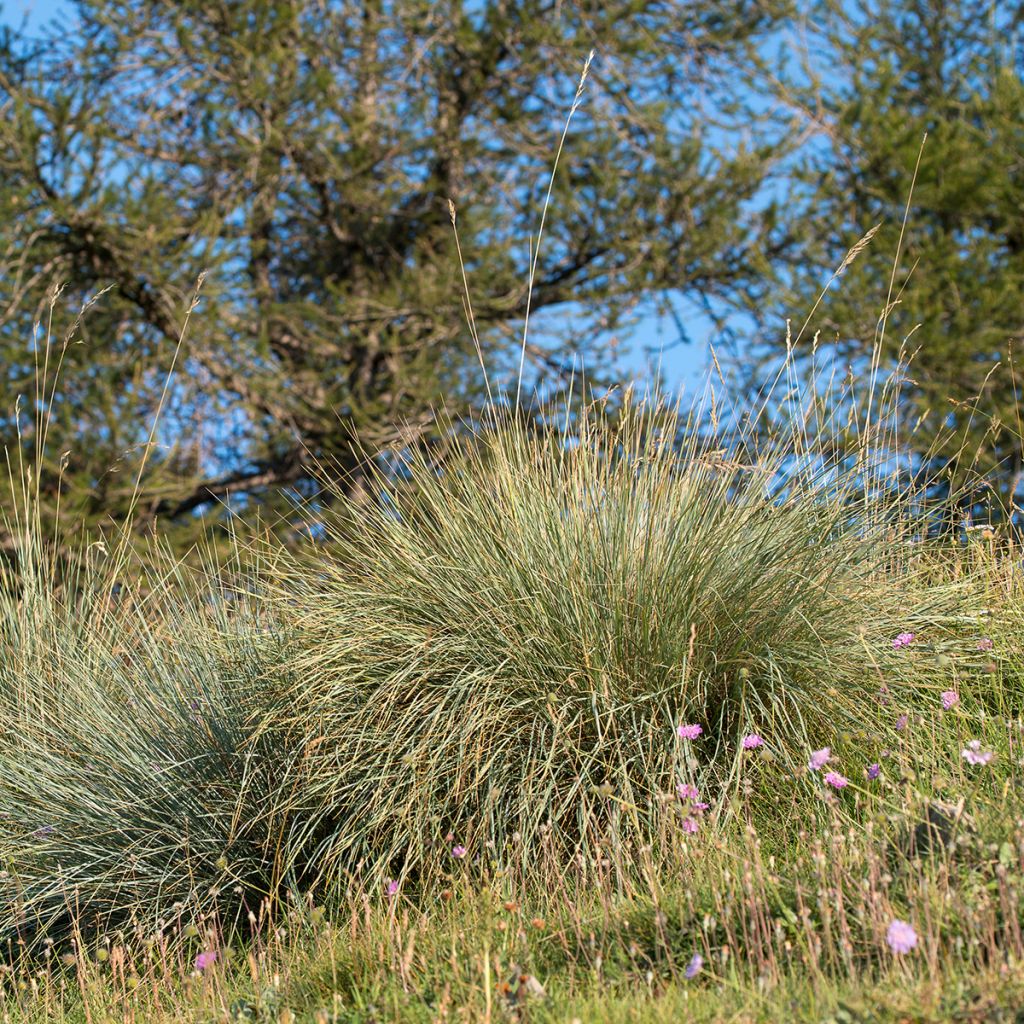 Ikikaura - Helictotrichon sempervirens