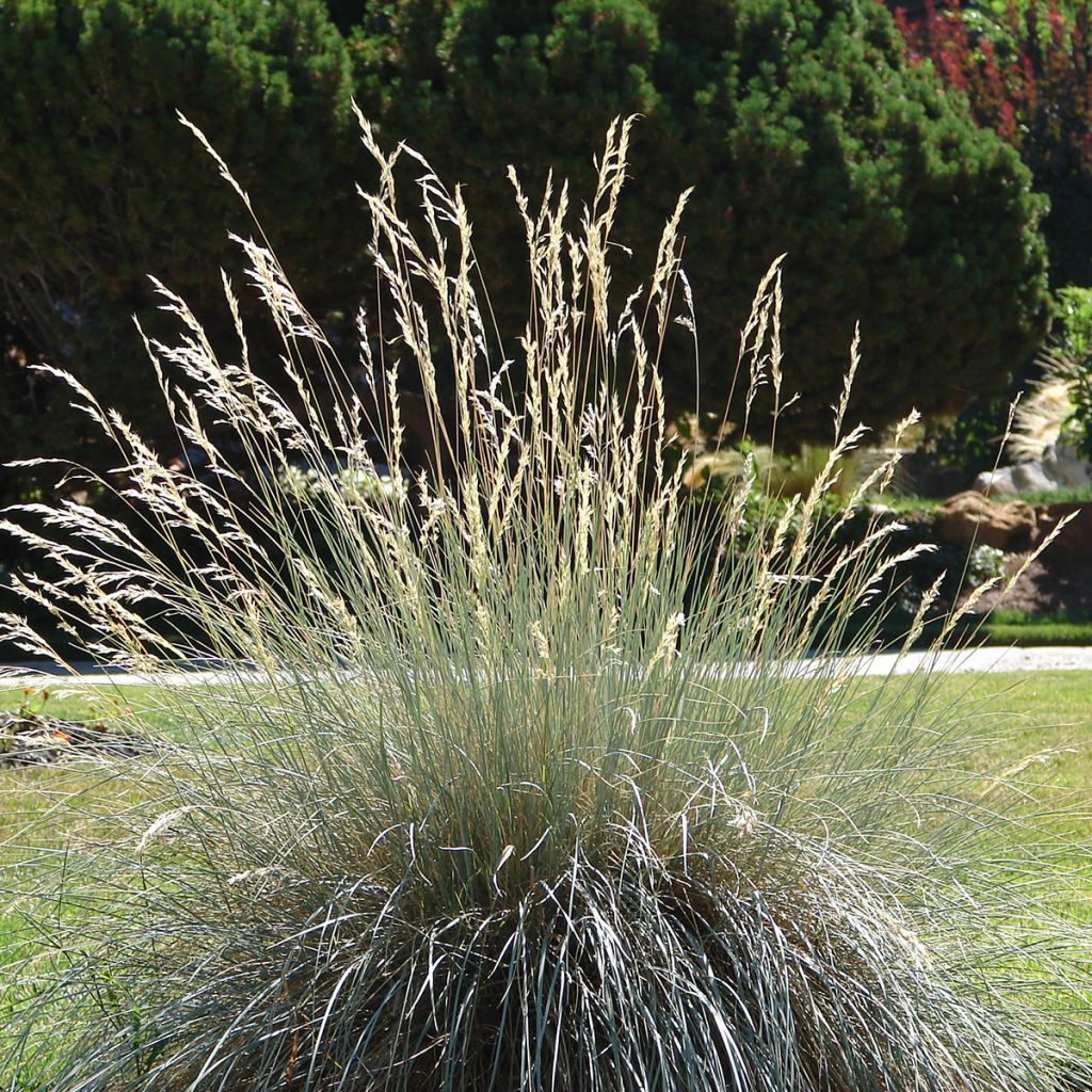Ikikaura - Helictotrichon sempervirens
