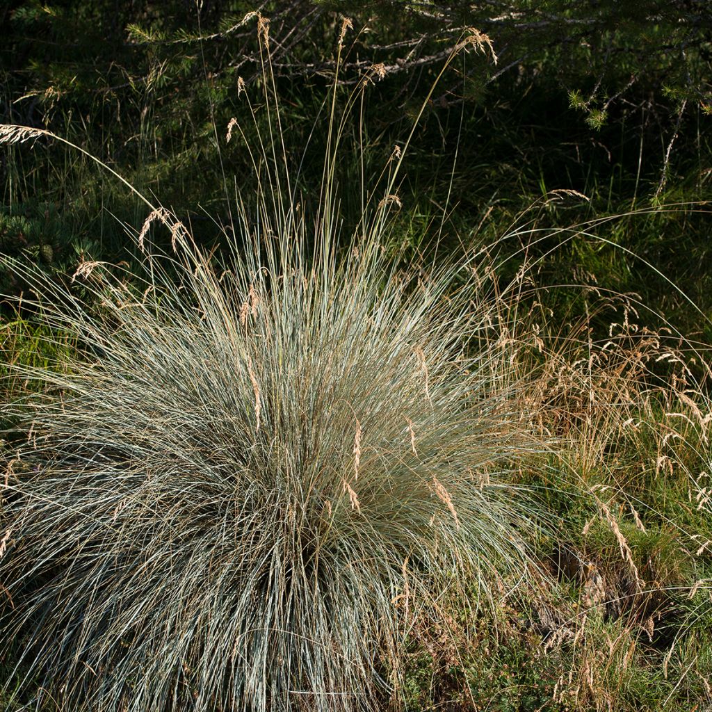 Ikikaura - Helictotrichon sempervirens
