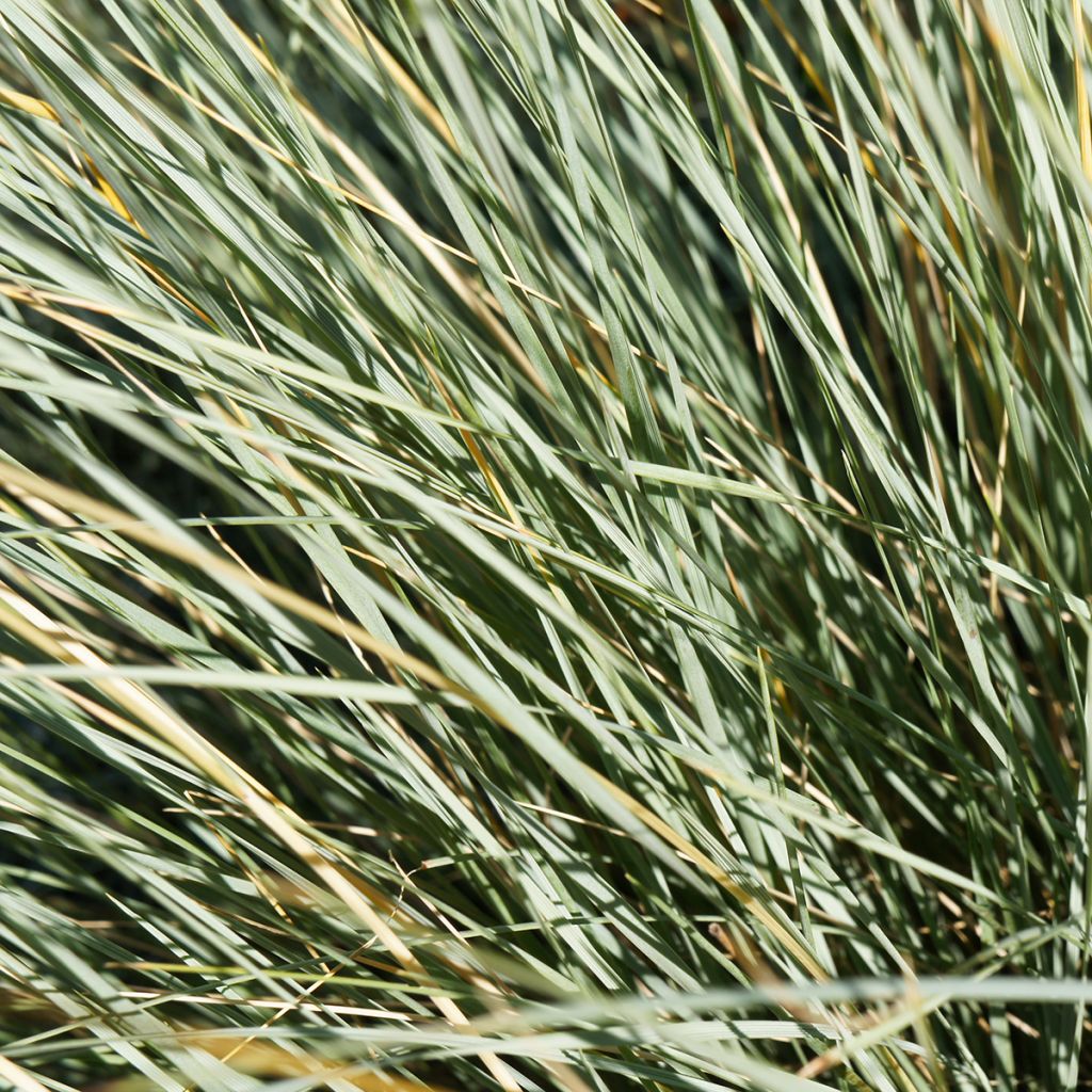 Ikikaura - Helictotrichon sempervirens