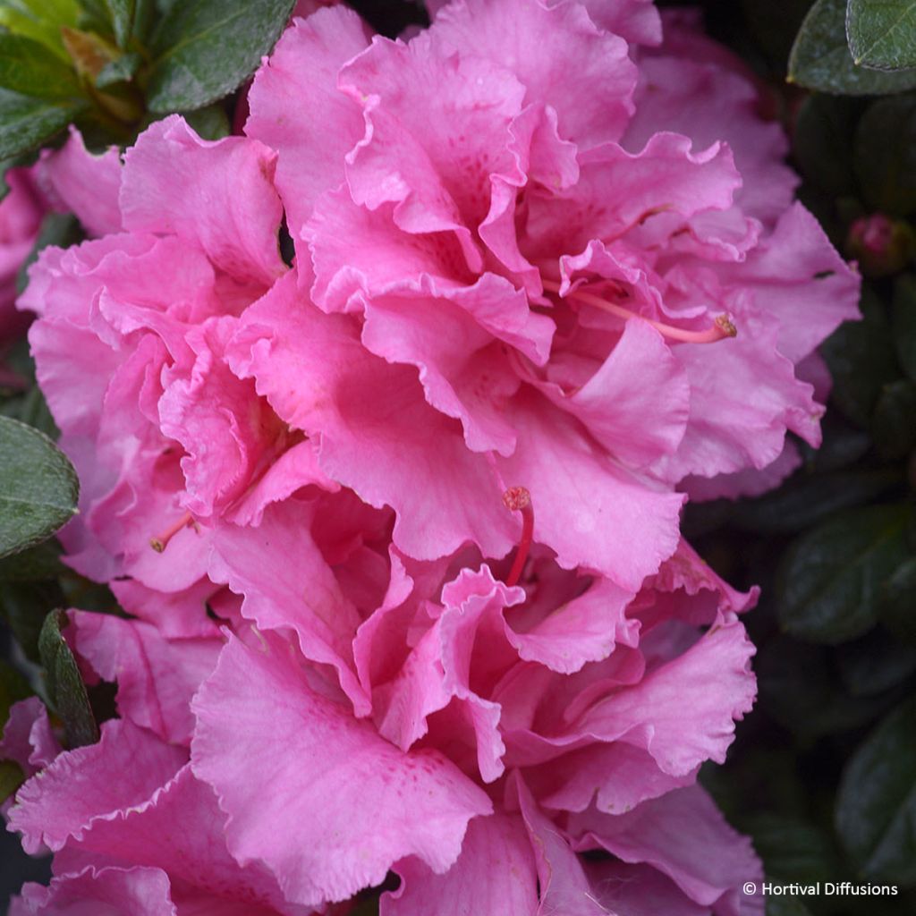 Japaninatsalea Repetita Pink