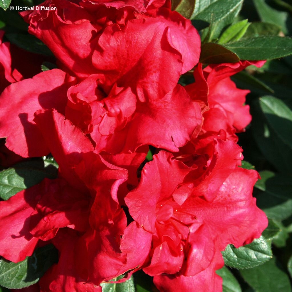 Japaninatsalea Repetita Red