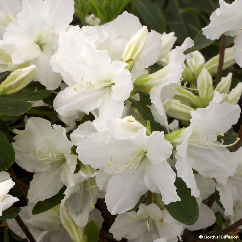 Japaninatsalea Repetita White