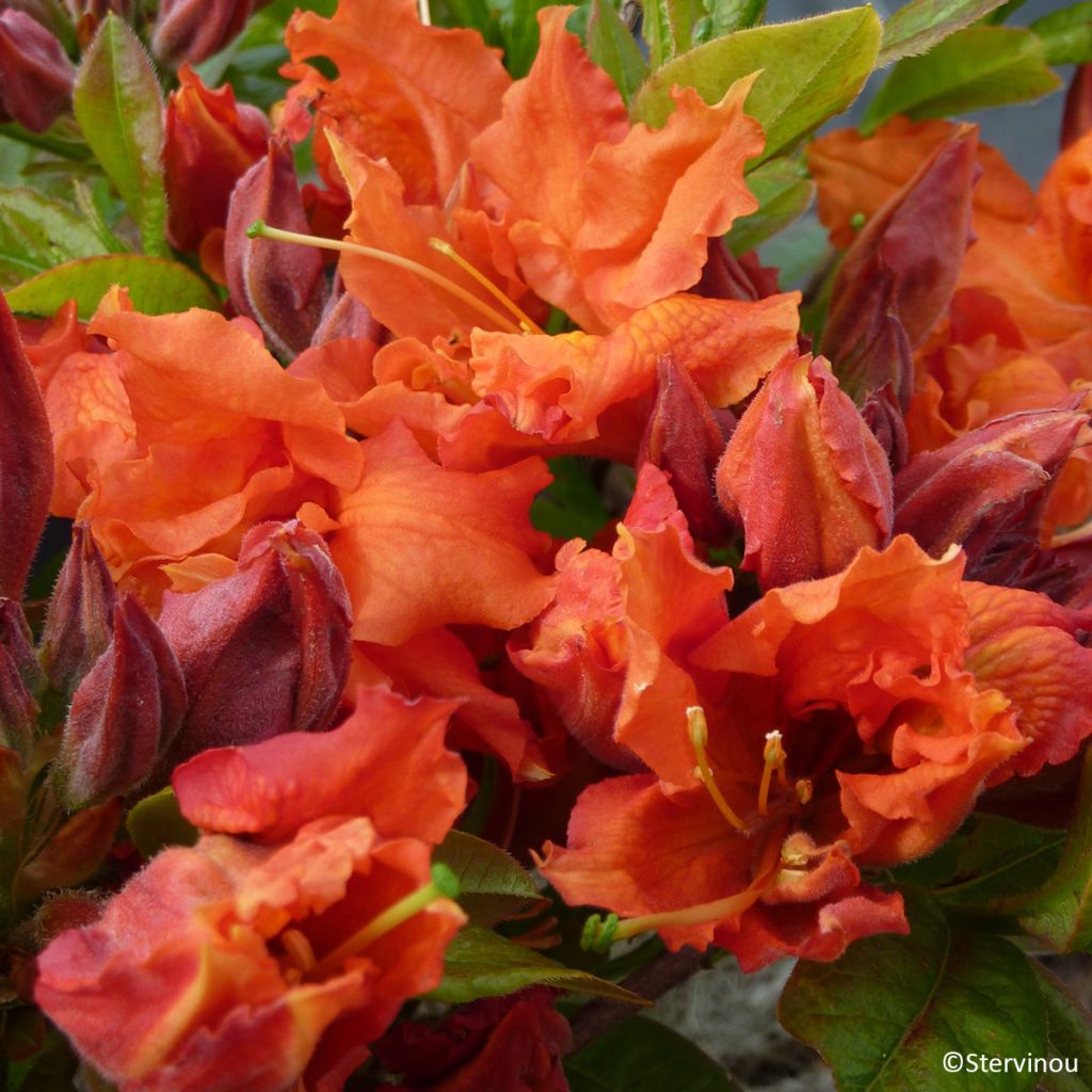 Puistoatsalea Orangeade