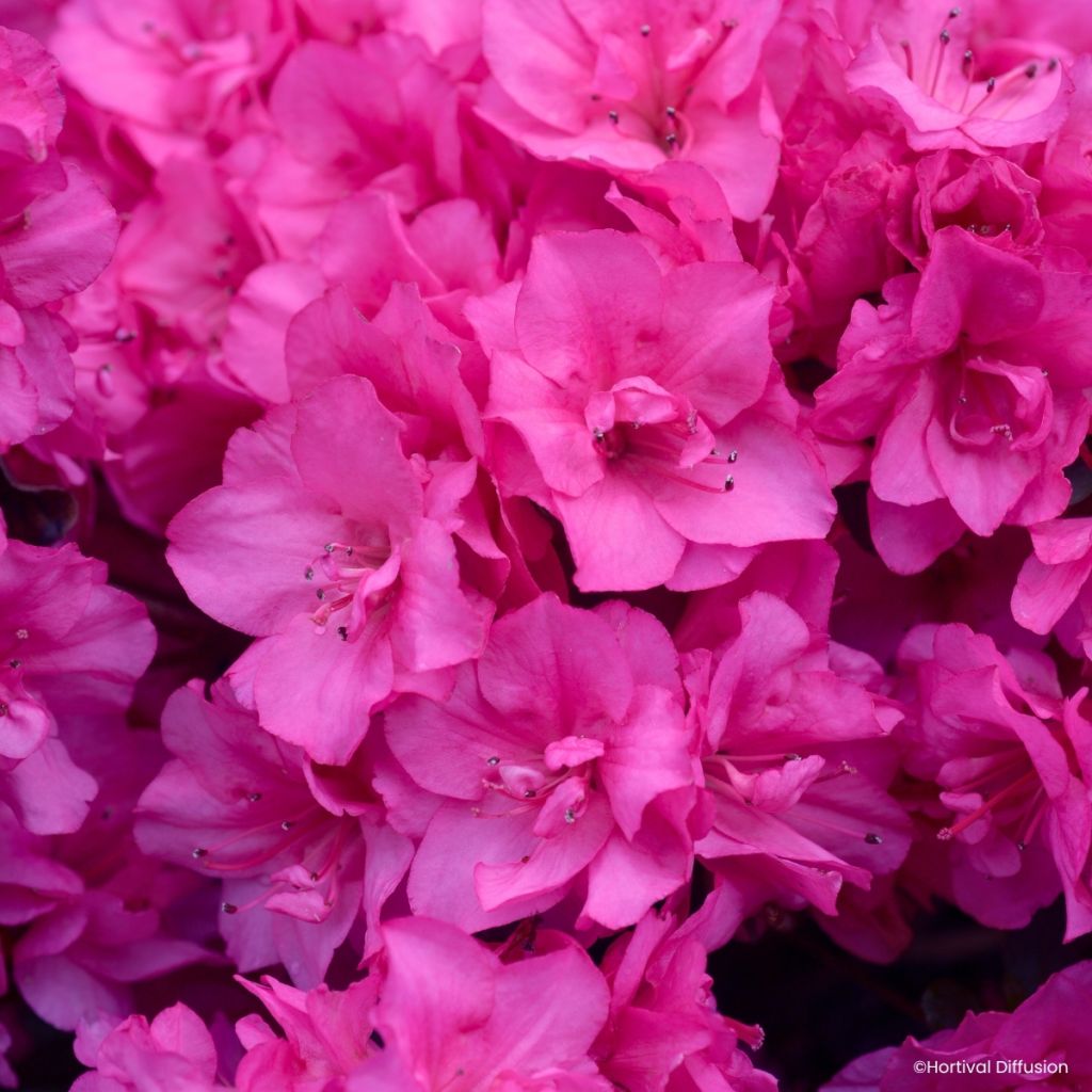Japaninatsalea Flash Dance Pink
