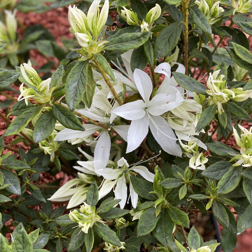Japaninatsalea Koromo- shikibu White