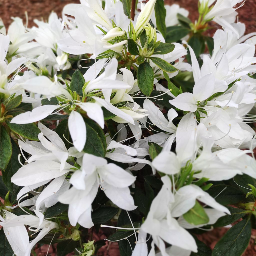 Japaninatsalea Koromo- shikibu White