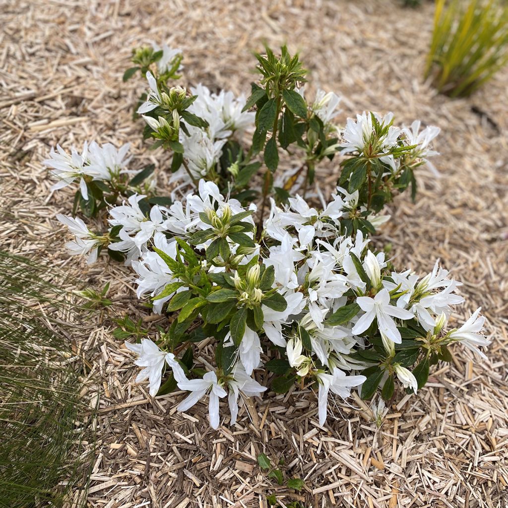Japaninatsalea Koromo- shikibu White