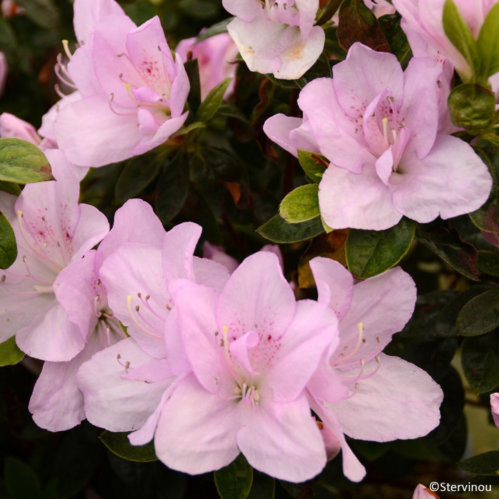 Japaninatsalea Rêve de Lilas