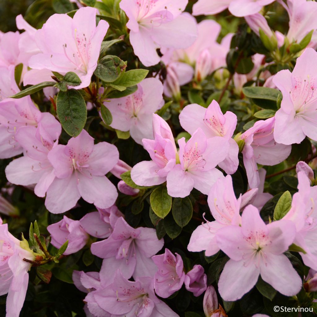 Japaninatsalea Rêve de Lilas