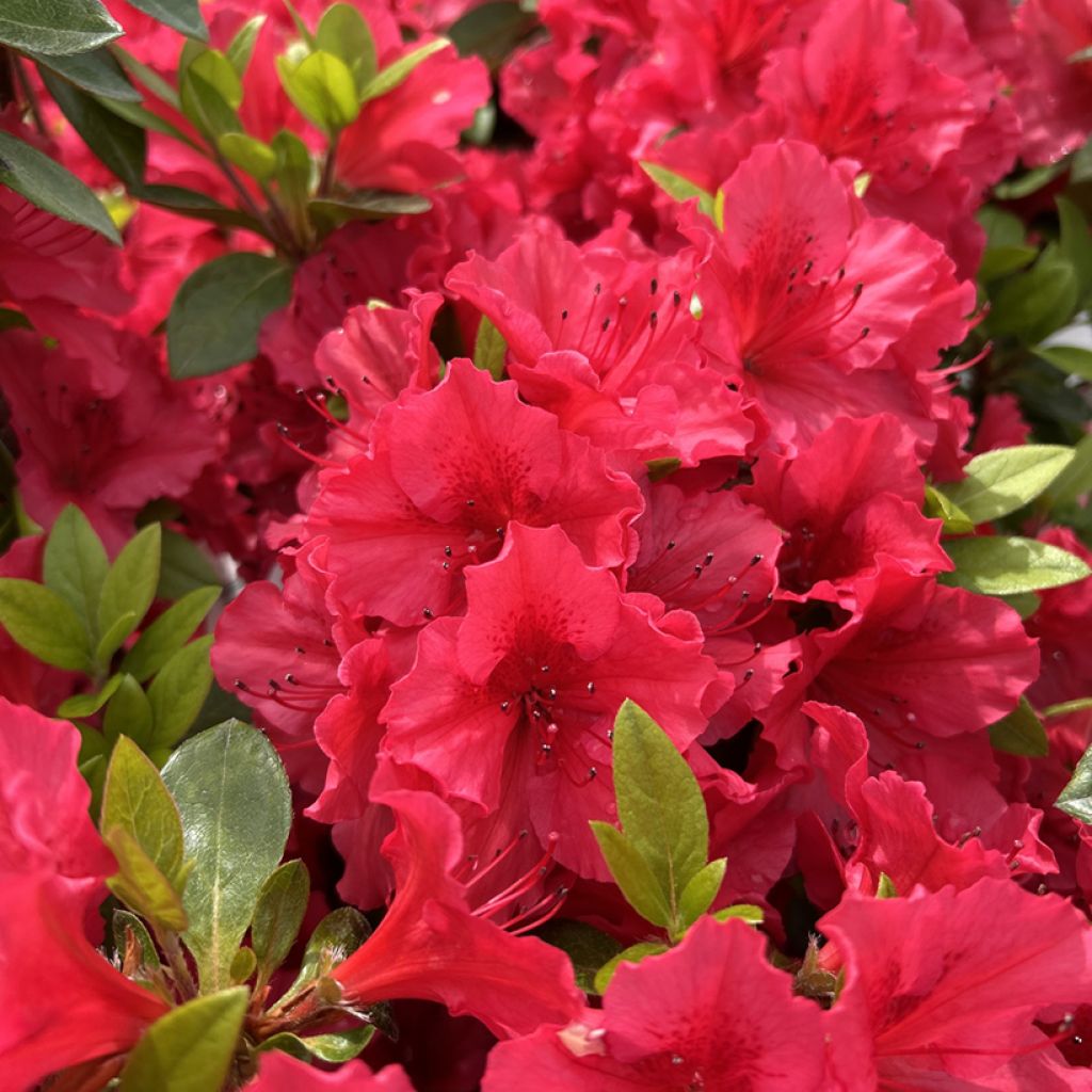 Japaninatsalea Vuyk's Scarlet