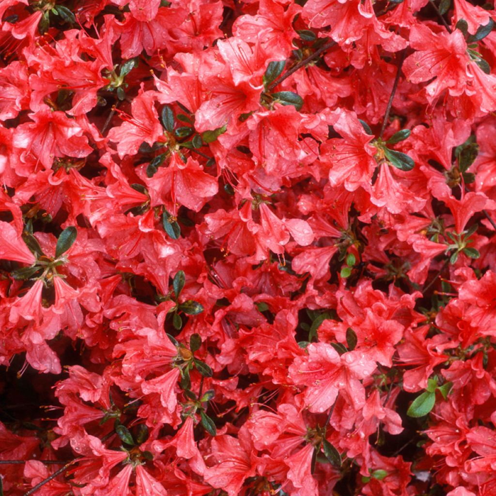 Japaninatsalea Vuyk's Scarlet