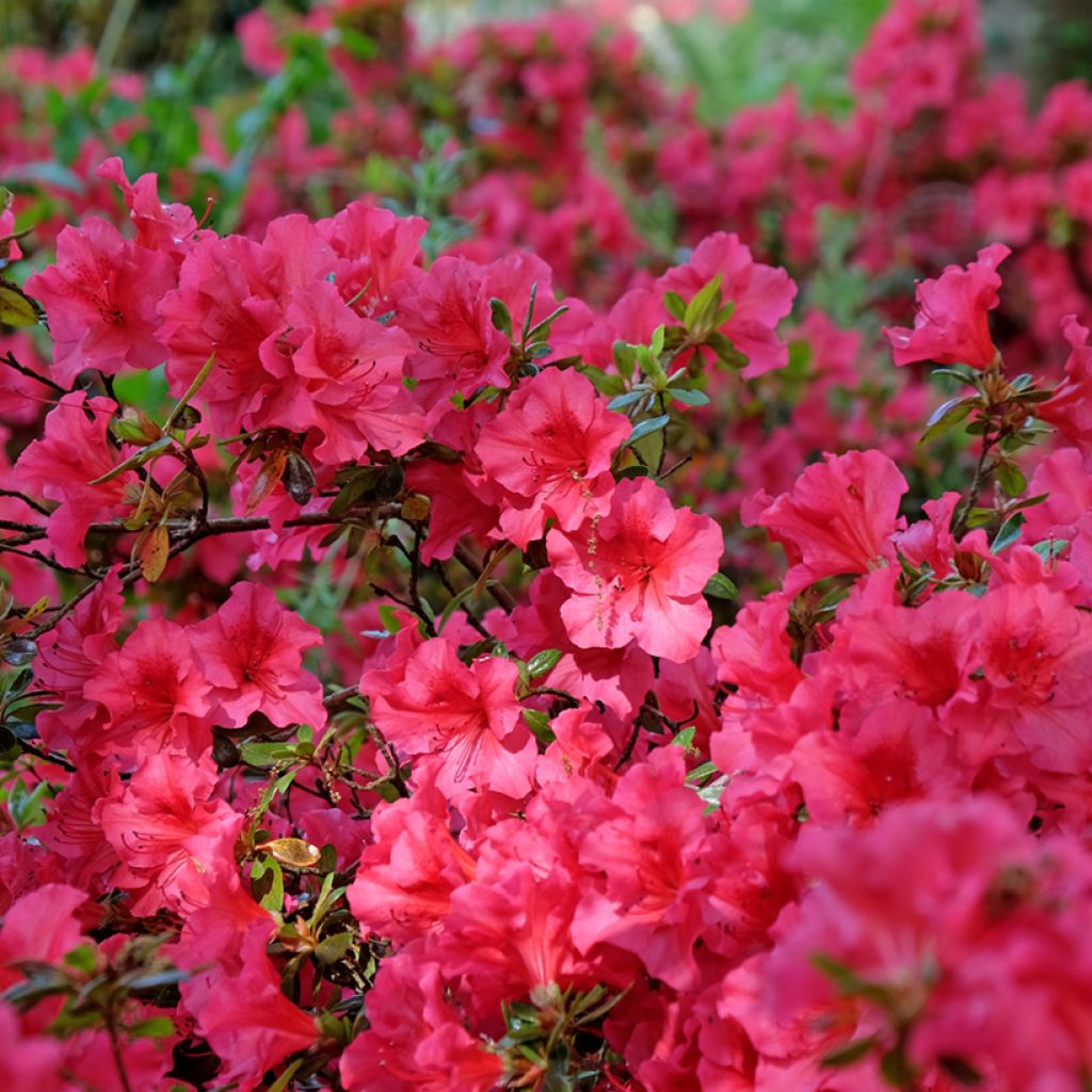 Japaninatsalea Vuyk's Scarlet