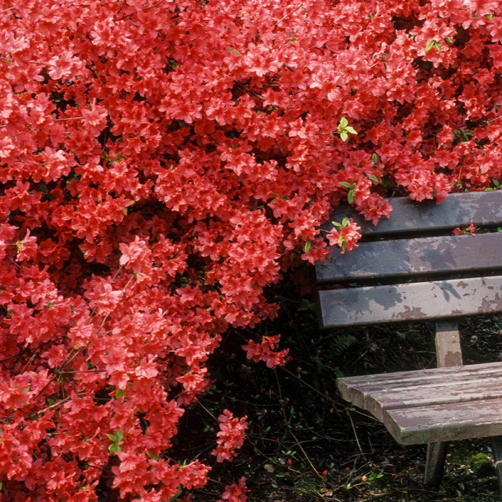 Japaninatsalea Vuyk's Scarlet