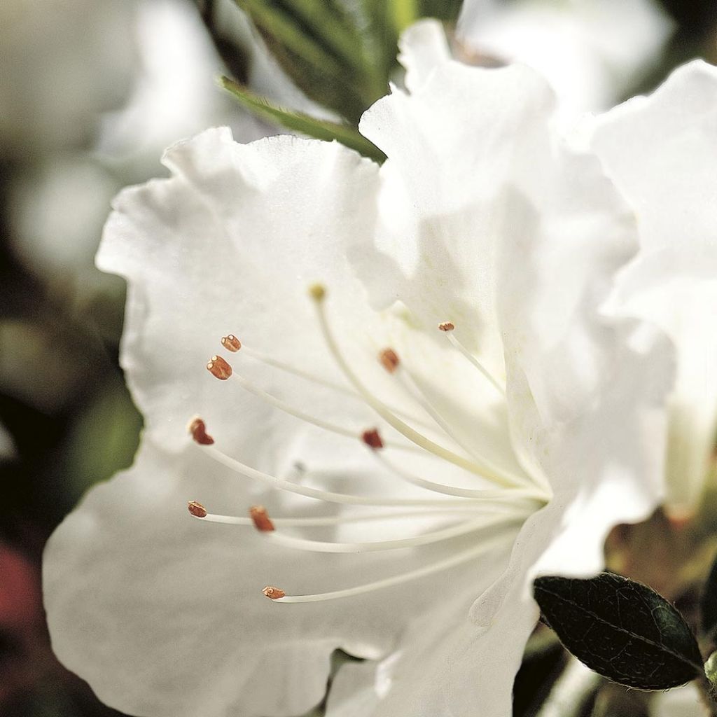 Azalée hybride ENCORE® Ivory