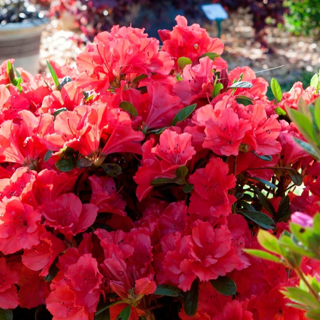 Azalée hybride ENCORE® Ruby