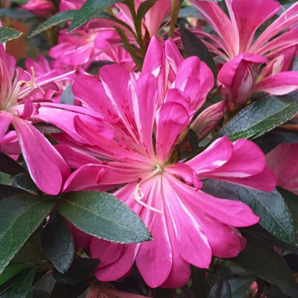 Japaninatsalea Pink Star