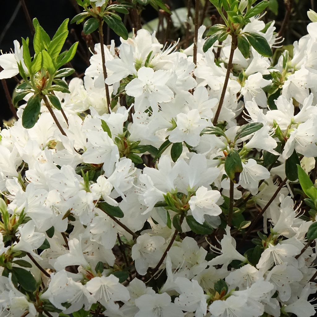 Japaninatsalea Palestrina