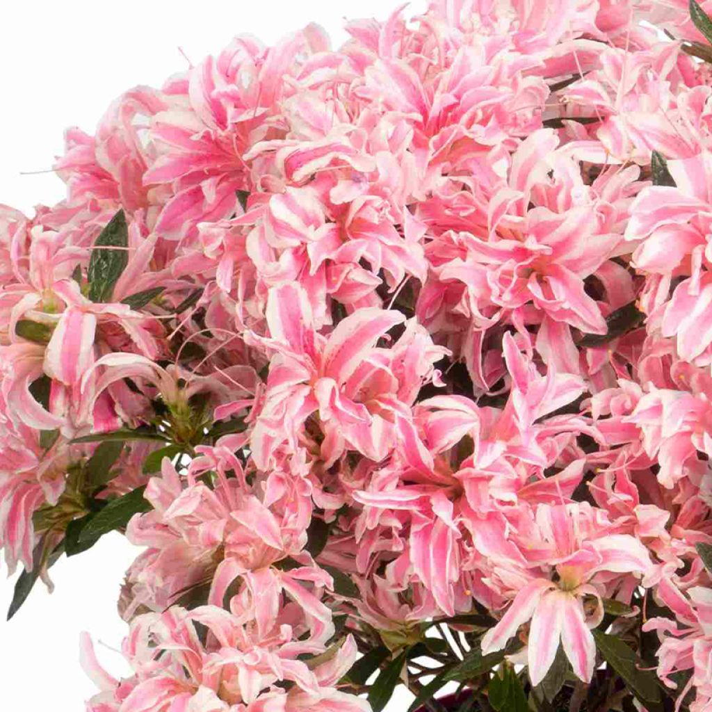 Japaninatsalea Pink Spider