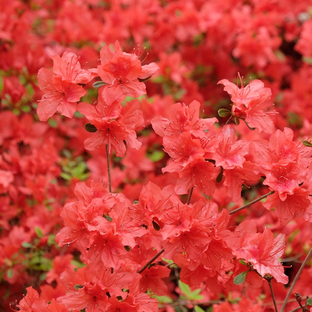 Japaninatsalea Orange Beauty
