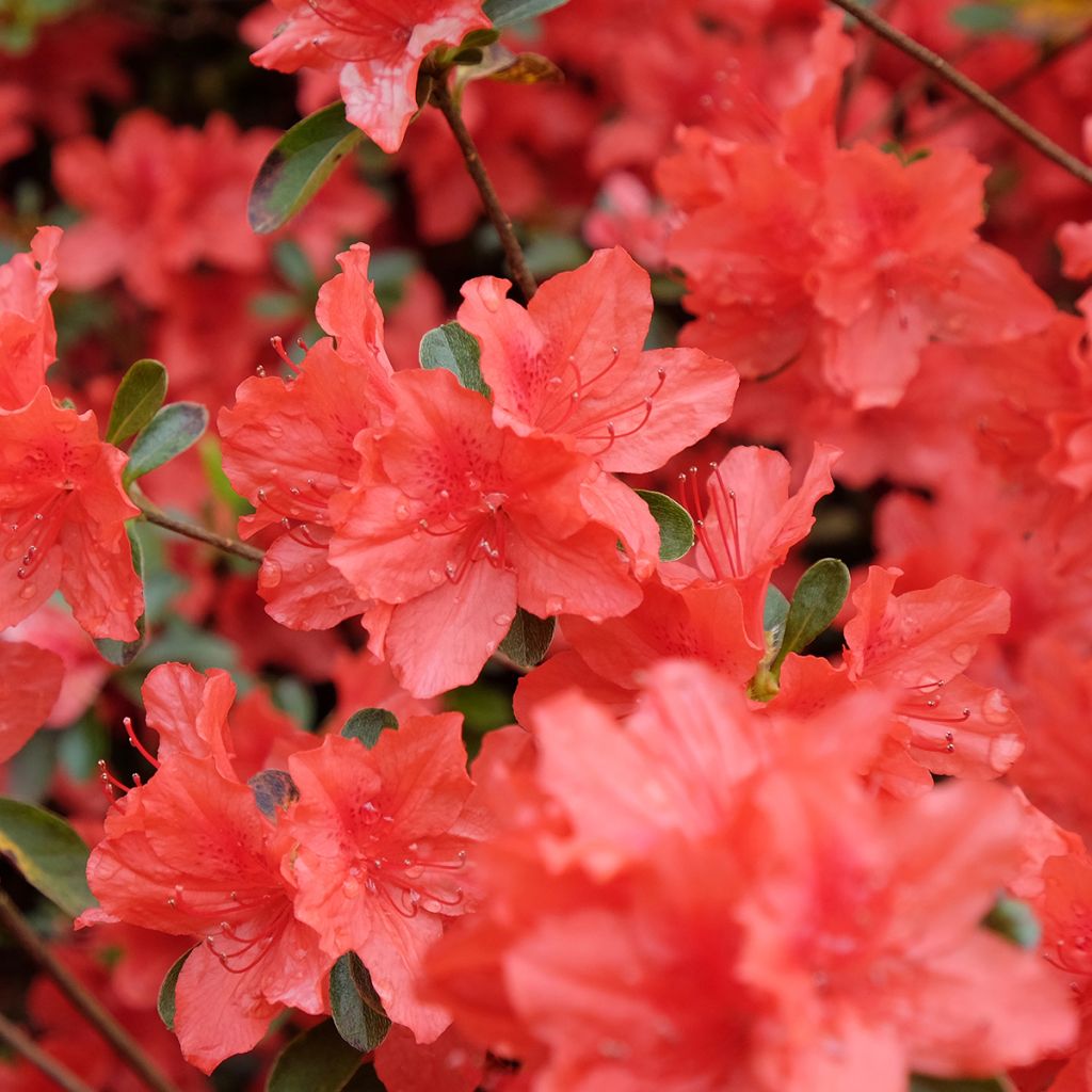 Japaninatsalea Orange Beauty