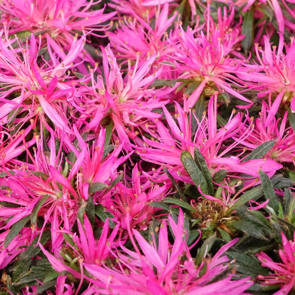 Japaninatsalea Star Style Pink