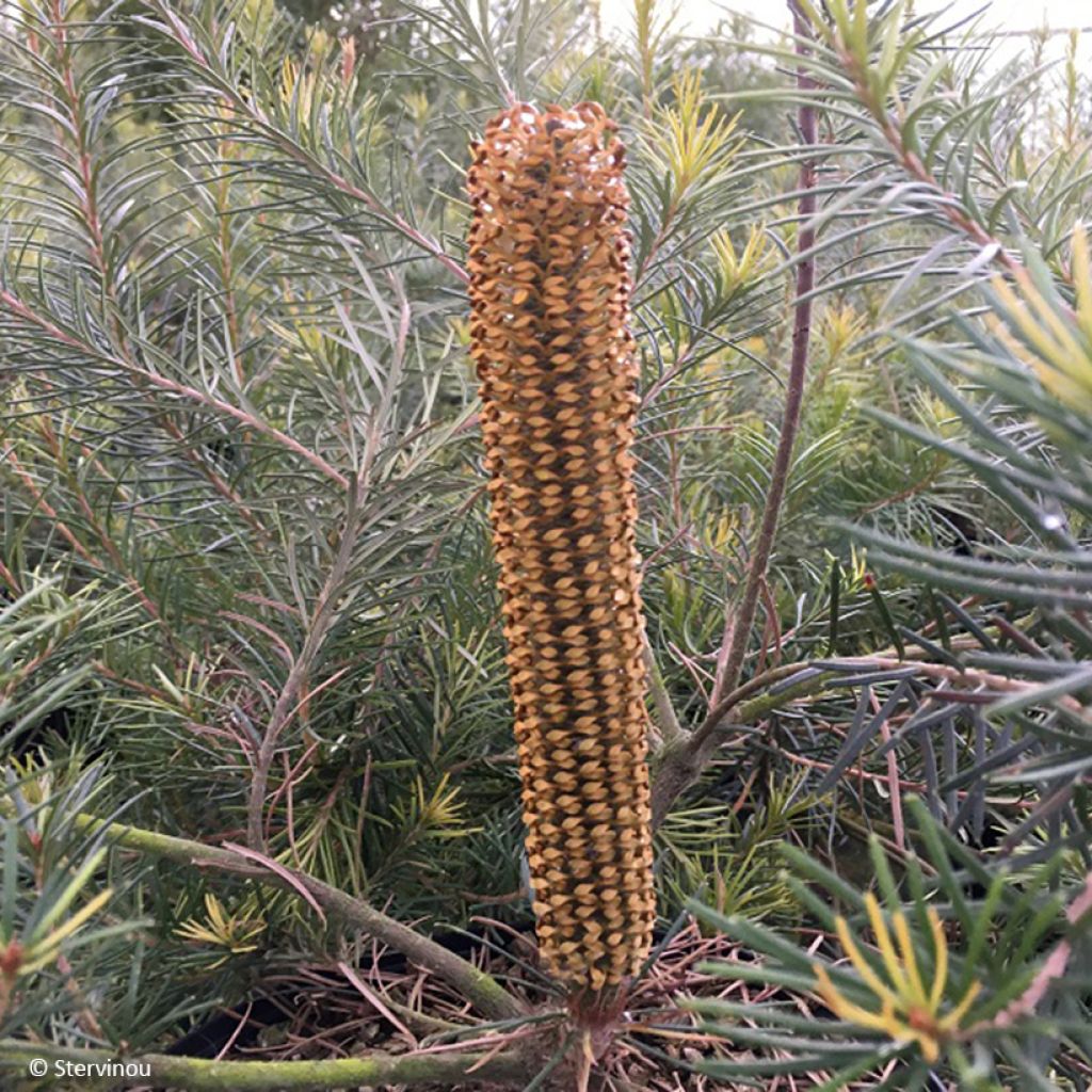 Banksia ericifolia spinulosa Giant Candles