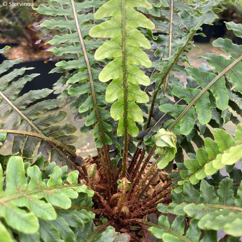 Kampasaniainen - Blechnum discolor