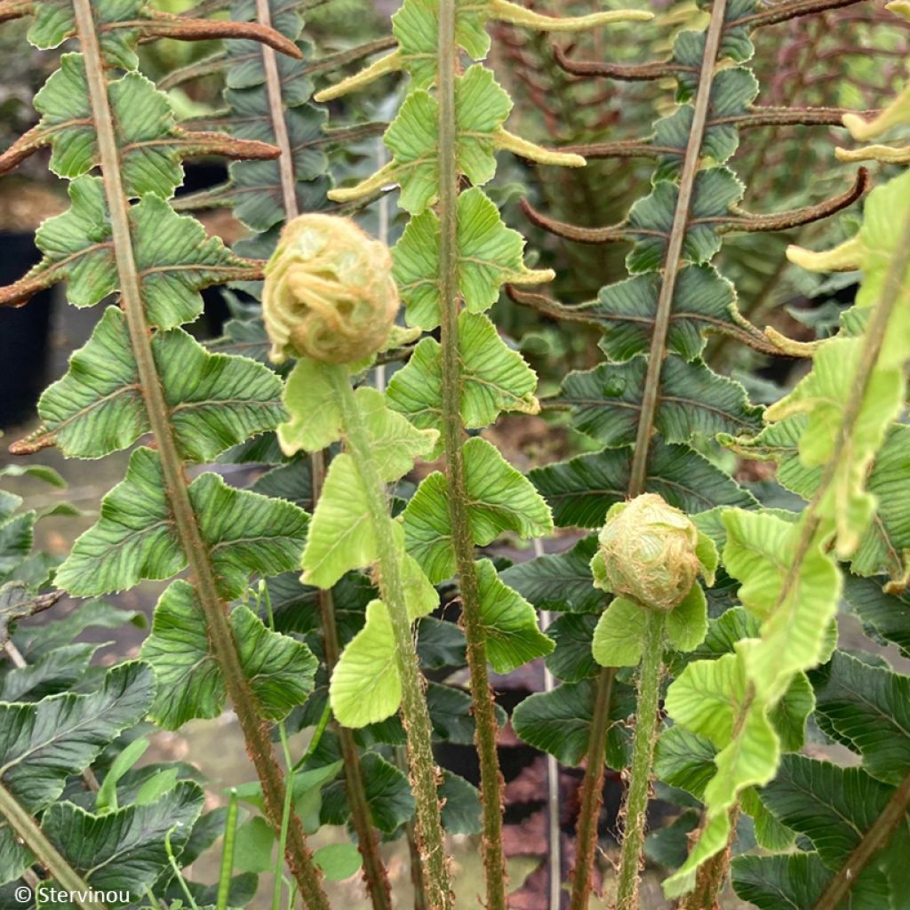 Kampasaniainen - Blechnum discolor