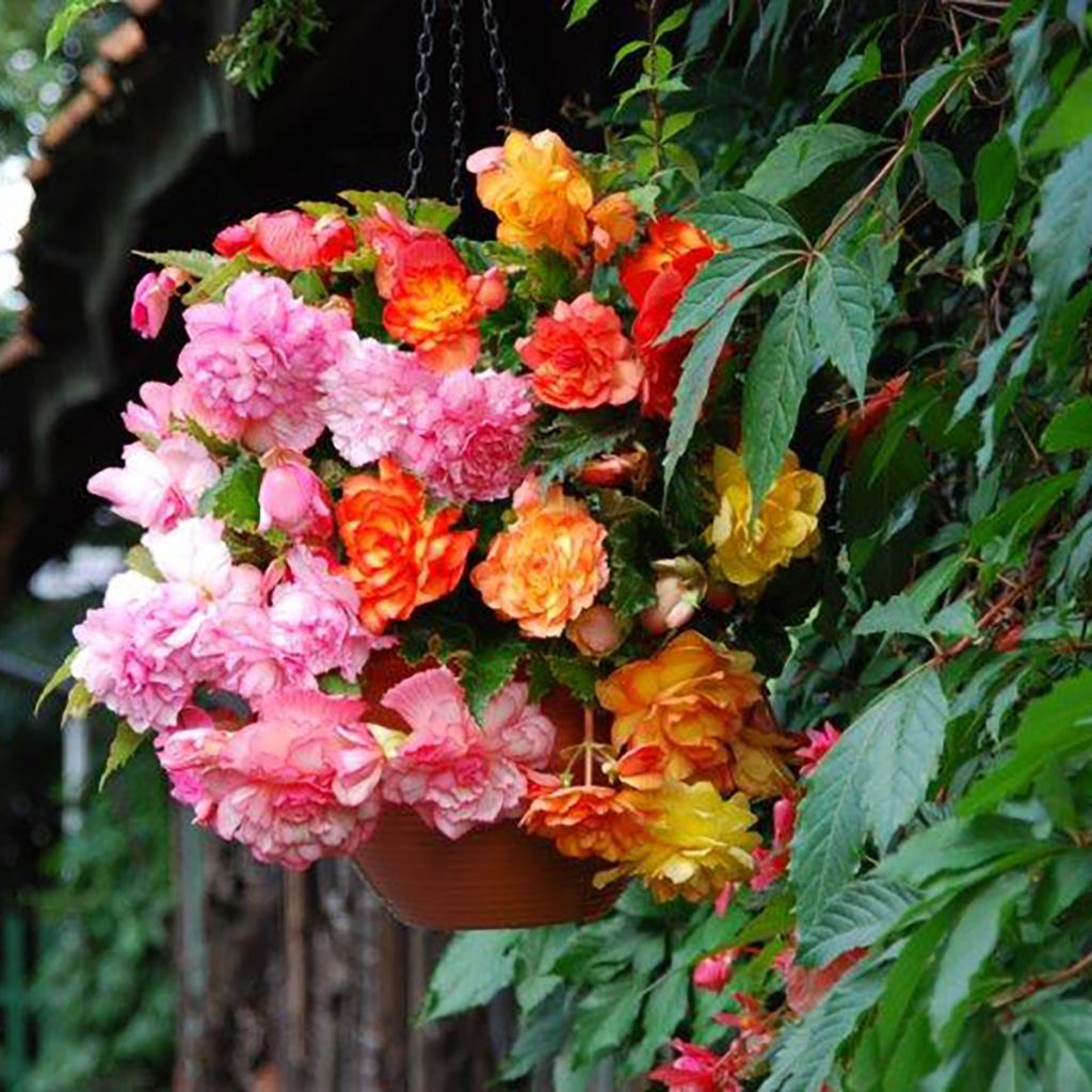 Riippubegonia Golden Pink