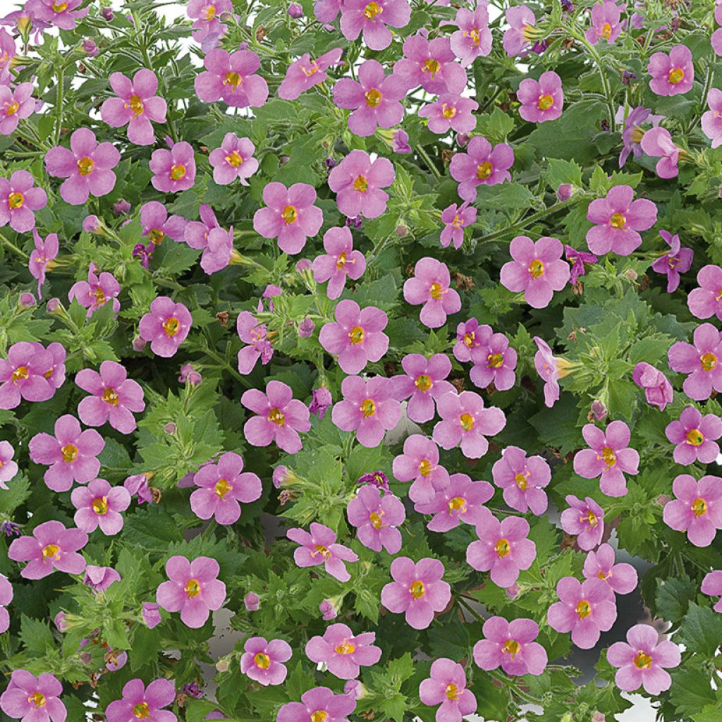 Lumihiutale Scopia Gulliver Compact Rosa
