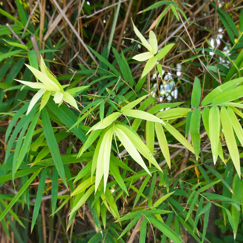 Japaninbambu - Pseudosasa japonica