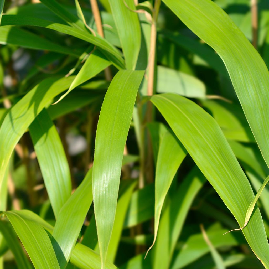 Japaninbambu - Pseudosasa japonica