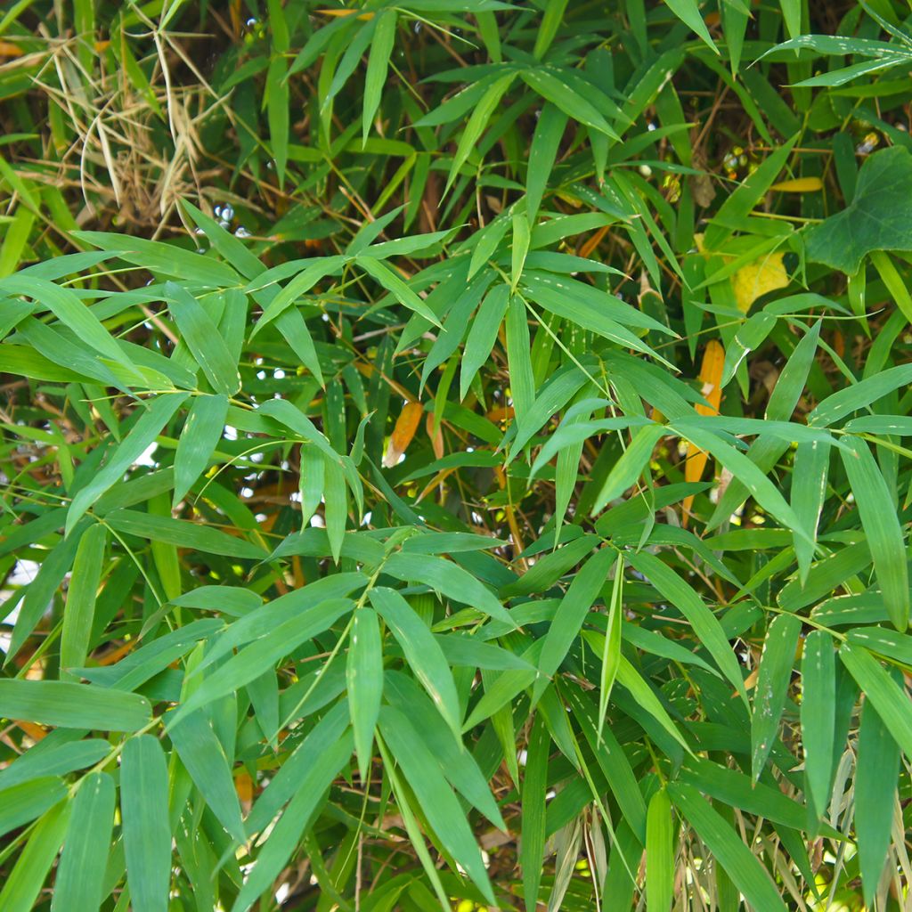 Japaninbambu - Pseudosasa japonica