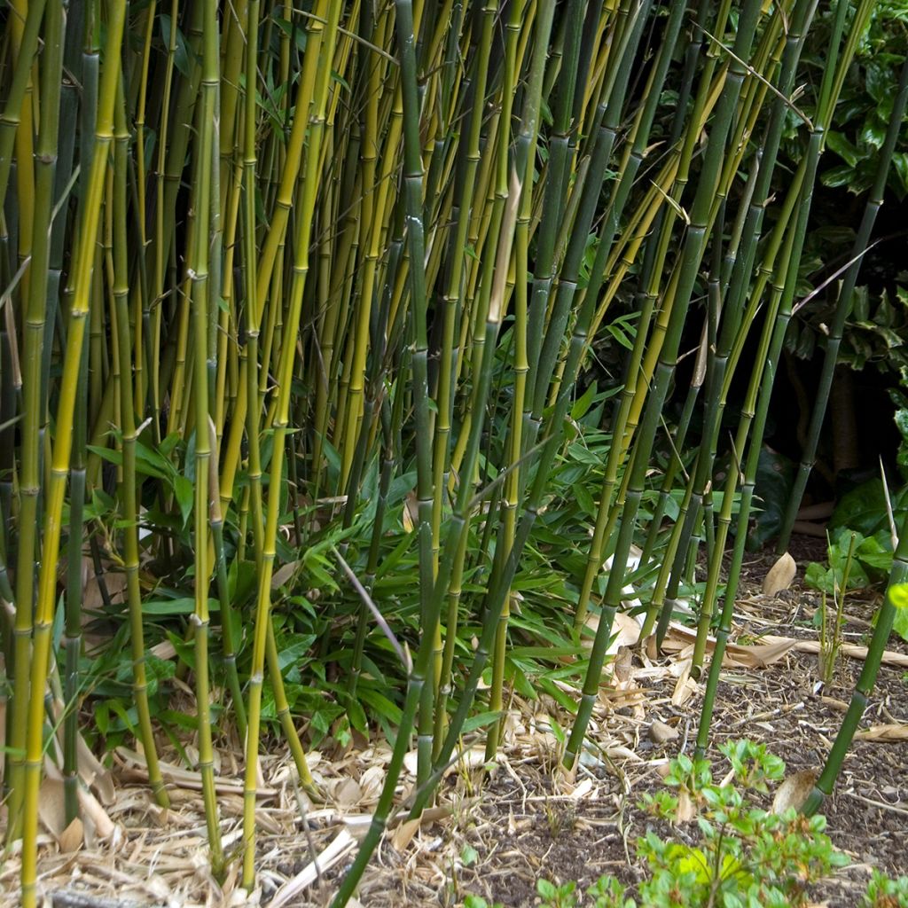 Jättibambu - Phyllostachys bissetii