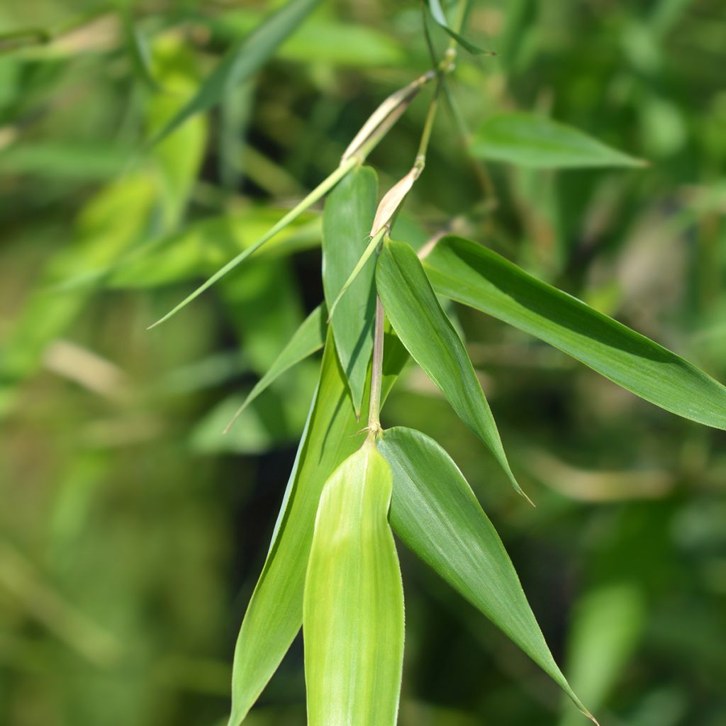 Jättibambu - Phyllostachys bissetii