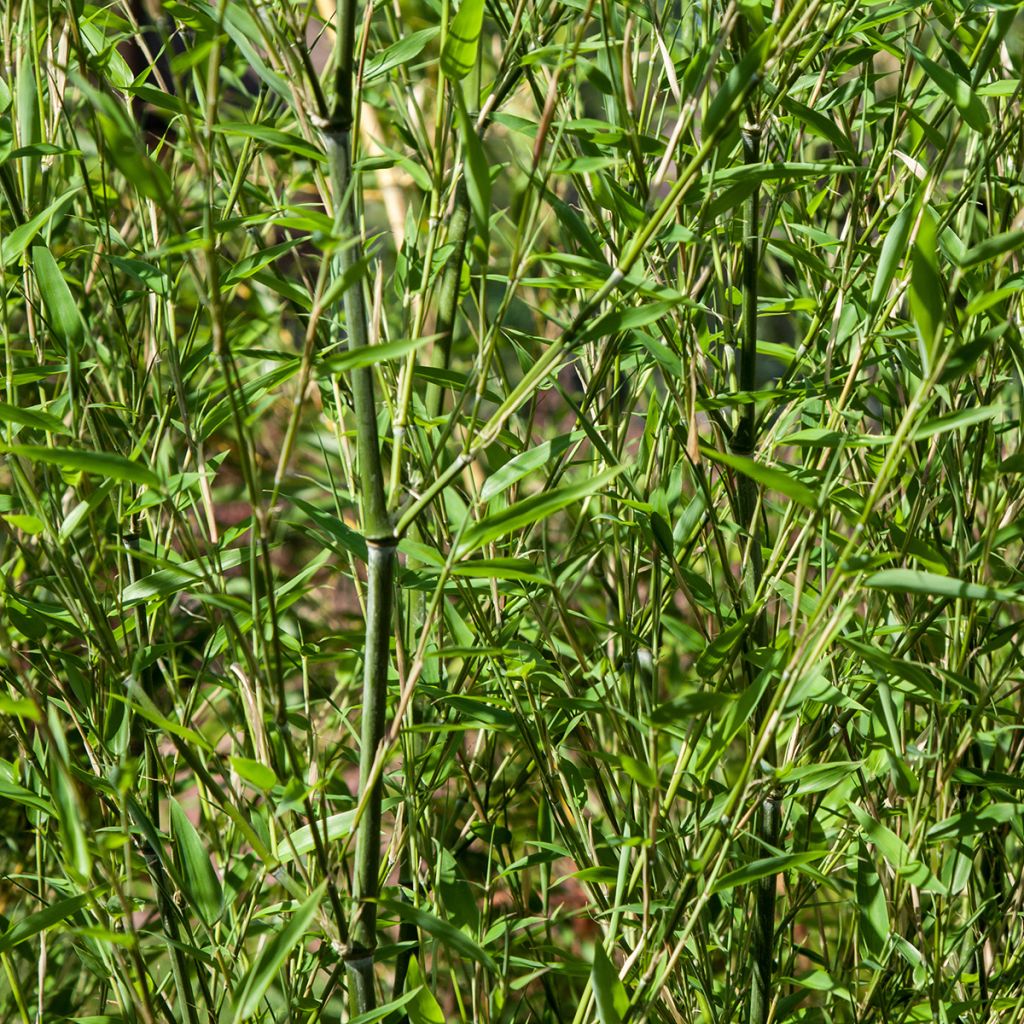 Jättibambu - Phyllostachys bissetii