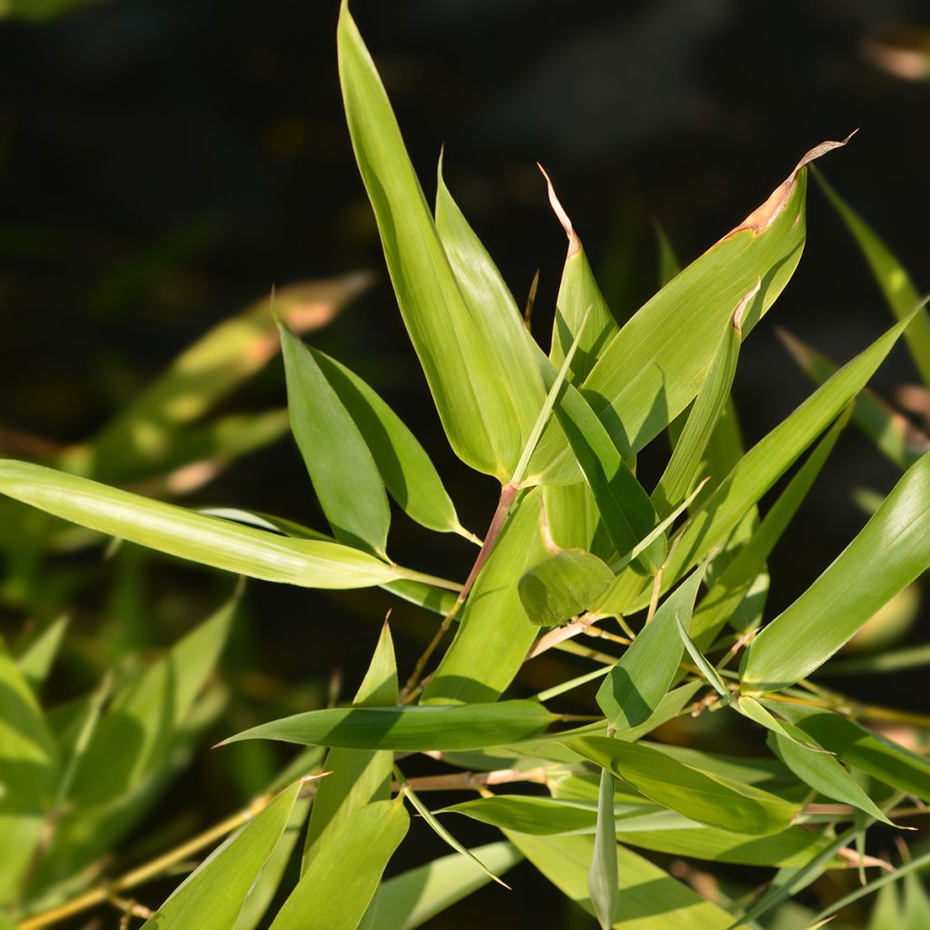 Jättibambu - Phyllostachys bissetii