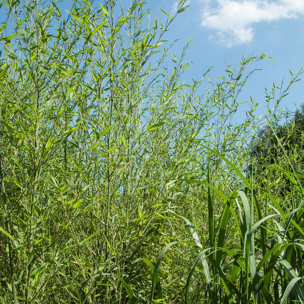 Jättibambu - Phyllostachys bissetii