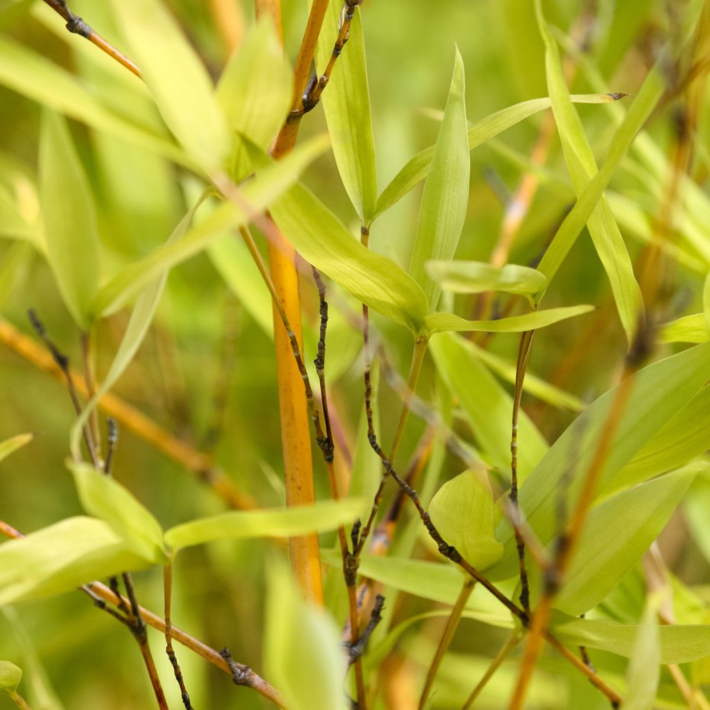 Bambu - Phyllostachys aurea