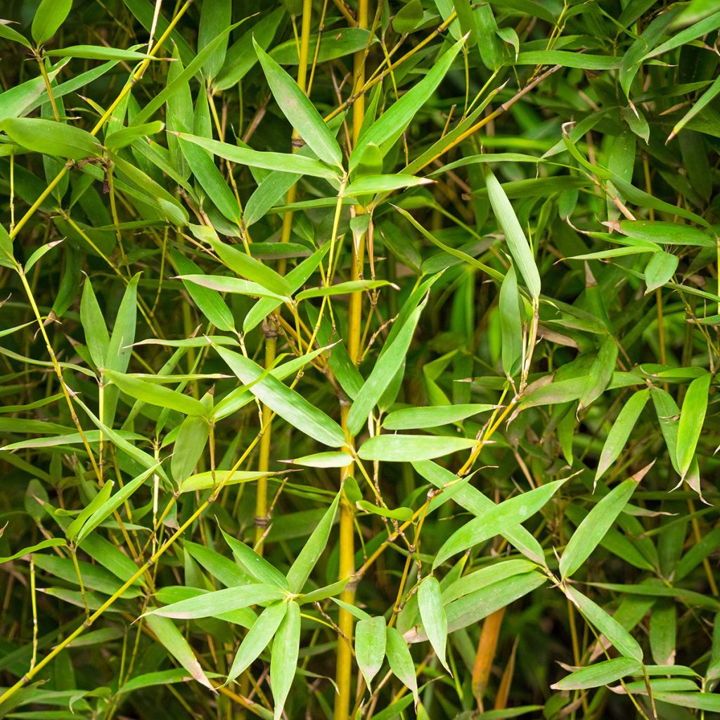 Bambu - Phyllostachys aurea