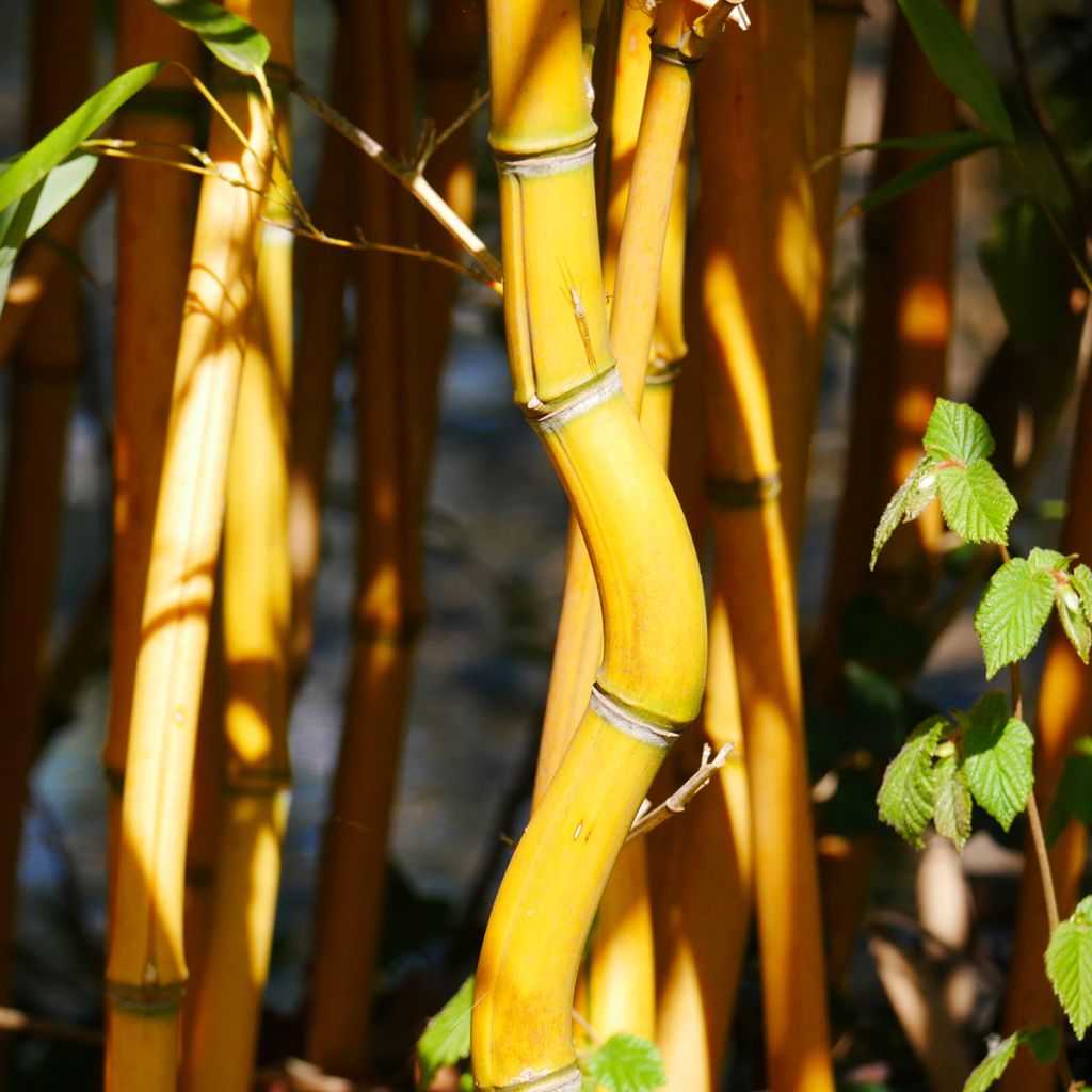 Jättibambu Aureocaulis