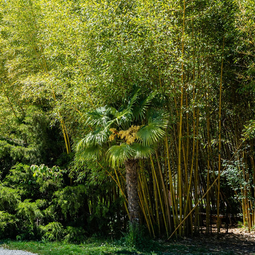 Jättibambu Aureocaulis